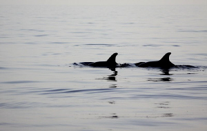 Dolphins by Veronika Matějková 